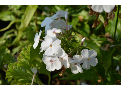 Phlox