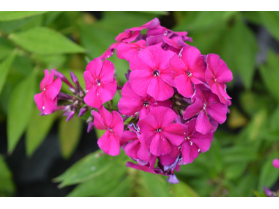 Phlox paniculata