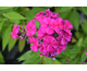 Phlox paniculata Delilah
