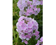 Phlox paniculata Franz Shubert