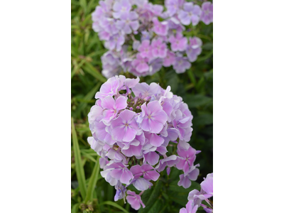 Phlox paniculata