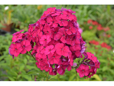 Phlox paniculata