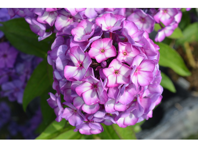 Phlox paniculata