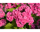 Phlox paniculata Sweet Summer Rose ®