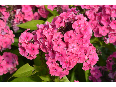 Phlox paniculata