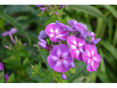 Phlox paniculata