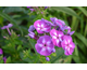 Phlox paniculata