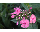 Phlox paniculata