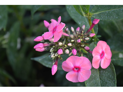 Phlox paniculata