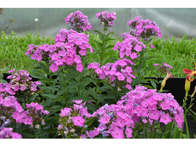 Phlox paniculata