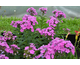 Phlox paniculata Sweet Summer Temptation ®