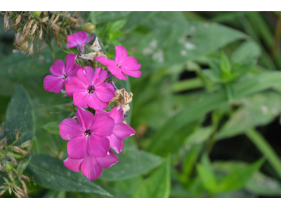 Phlox paniculata