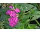 Phlox paniculata Bambini Desire