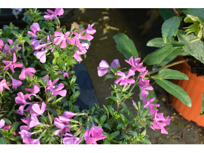 Phlox