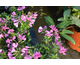 Phlox Paparazzi Britney