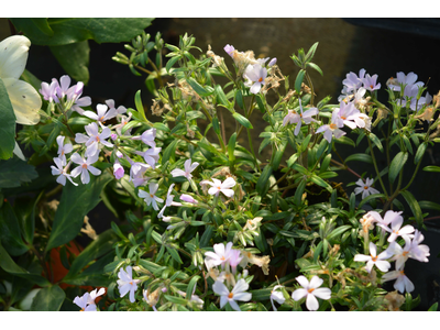 Phlox
