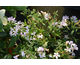 Phlox Paparazzi Gaga