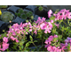 Phlox Paparazzi Lindsay
