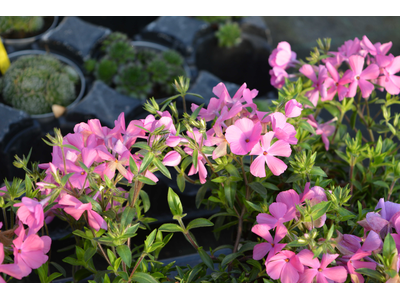 Phlox