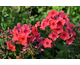 Phlox paniculata