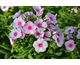 Phlox paniculata Adessa ® Pink Star