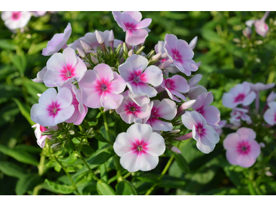 Phlox paniculata