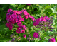 Phlox paniculata Adessa ® Special Deep Purple