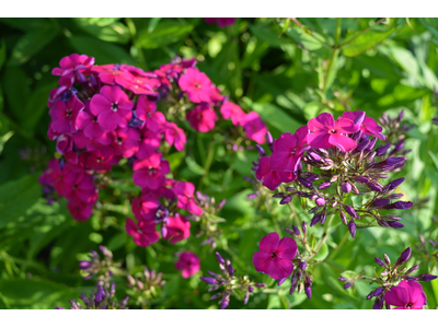 Phlox paniculata