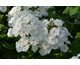 Phlox paniculata