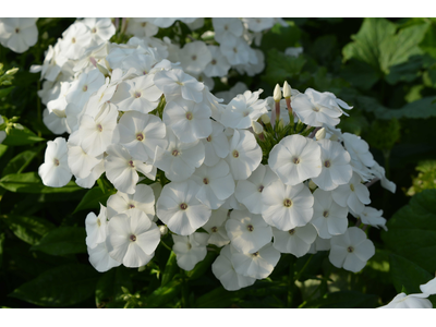 Phlox paniculata