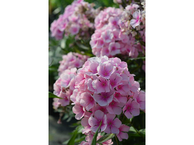 Phlox paniculata