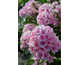 Phlox paniculata Bright Eyes