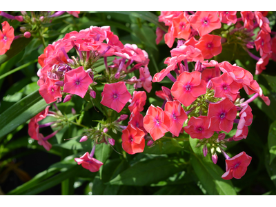 Phlox paniculata