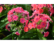 Phlox paniculata Coral Flame ®