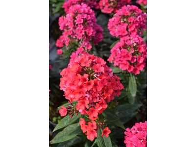 Phlox paniculata