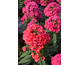 Phlox paniculata Early Red