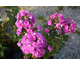 Phlox paniculata Eva Cullum