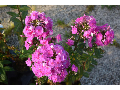 Phlox paniculata