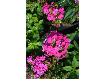 Phlox paniculata