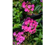 Phlox paniculata Famous Magenta