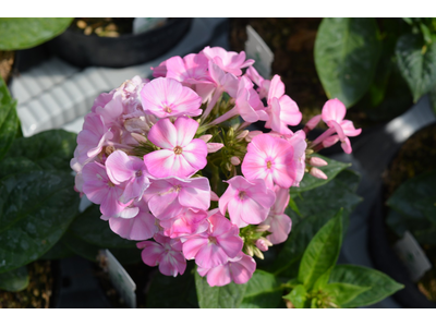 Phlox paniculata