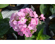 Phlox paniculata Famous Pink Eye