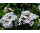 Phlox paniculata Famous White Eye