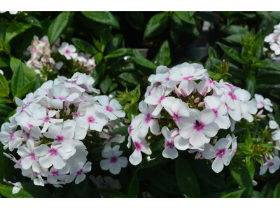 Phlox paniculata