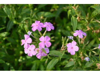 Phlox paniculata