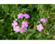 Phlox paniculata Forever Pink