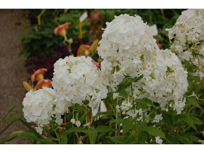 Phlox paniculata