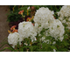 Phlox paniculata Fujiyama