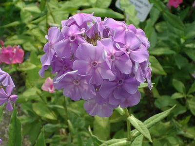 Phlox paniculata