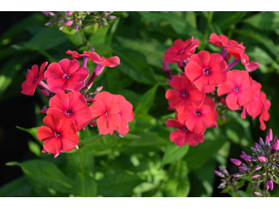 Phlox paniculata